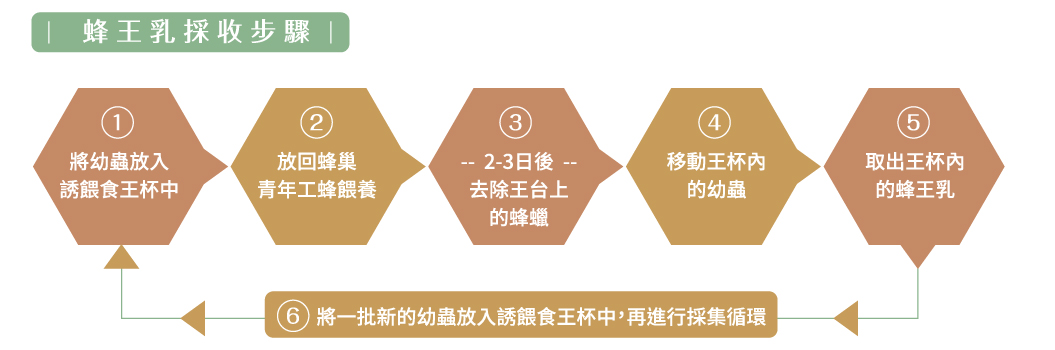 蜂王乳採收步驟